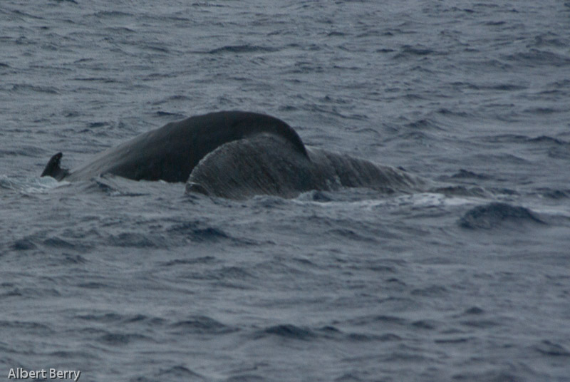 Windy, Wet, Wild, Wonderful Whale Watching