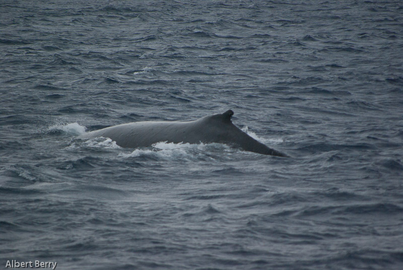 Windy, Wet, Wild, Wonderful Whale Watching